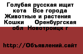 Голубая русская ищит кота - Все города Животные и растения » Кошки   . Оренбургская обл.,Новотроицк г.